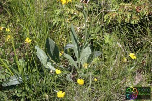 Doronicum grandiflorum (1200 x 800)1.jpg_product